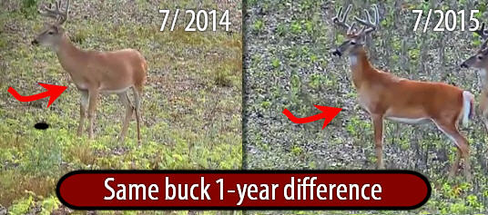 buck difference