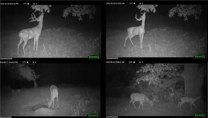 buck growingdeer game camera images