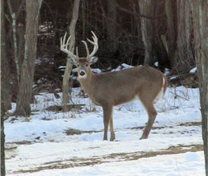 Snowy Weather Can be Great for Deer Hunting