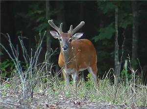 buck velvet antlers