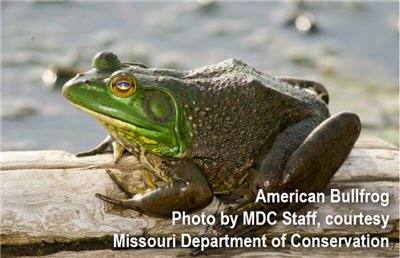 bull frog 