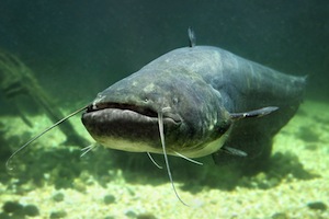 Underwater catfish