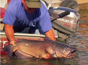 Angler leaning over the side of a boat holding a channel catfish