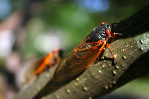 Cicada on a branch