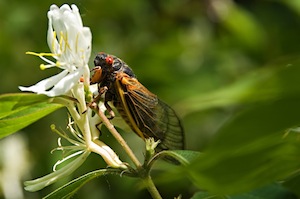 Cicada on flower
