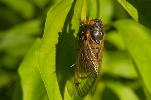 Cicada on leaf