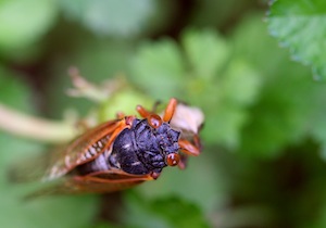 Cicada