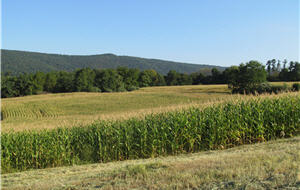 corn field