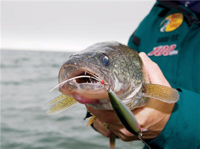 crankbaits walleye