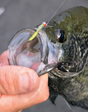 crappie held by fisherman