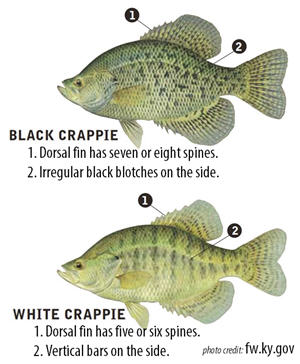 Two crappie species