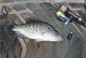 crappie spin combo