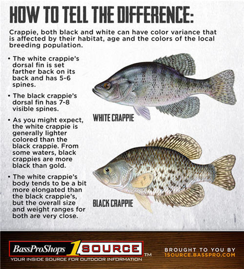 crappie types