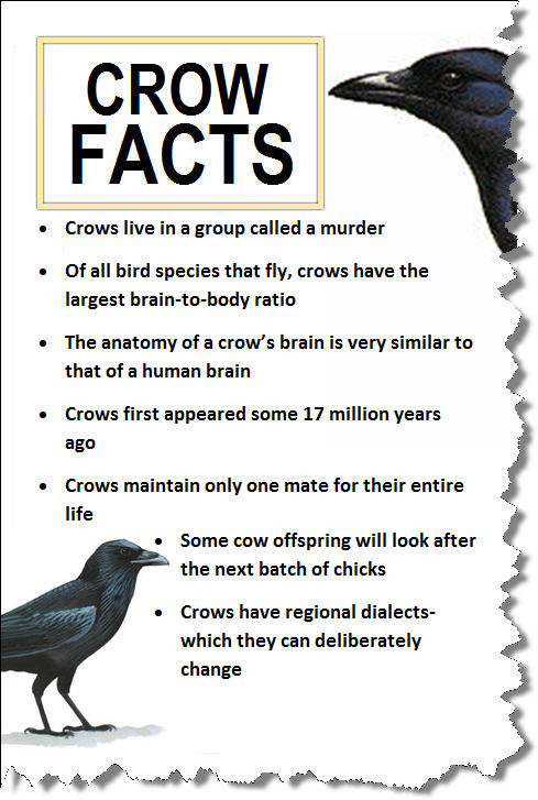 crow facts