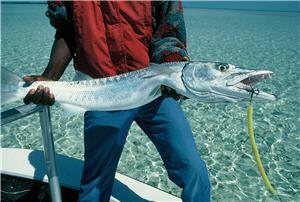 The Best Barracuda Fishing Tackle & Tactics for a Winter Angling