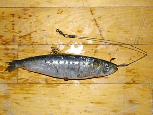 Dead-Bait Tactics for Hardwater Pike