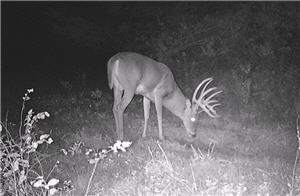 Night view of deer