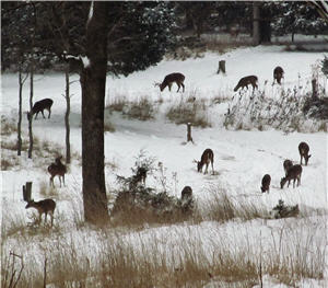 How to Hunt Deer in Snow