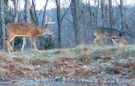 Deer Late Rut In Woods