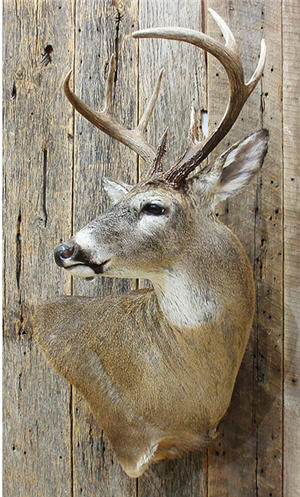 cool deer shoulder mounts