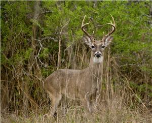 deer rising up300