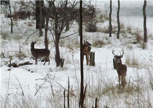 How to Hunt Deer in Snow