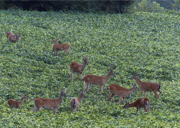 deer soybean field