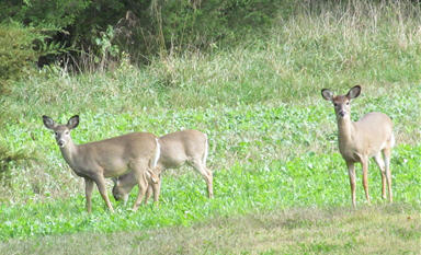 doe family