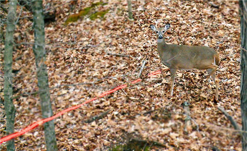 doe shot by adam