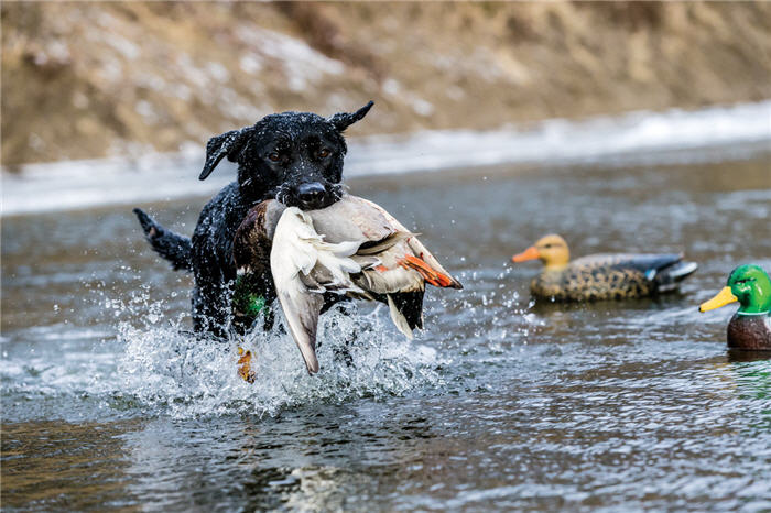 dog duck water