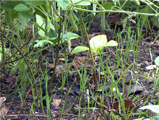 fall food plots beans