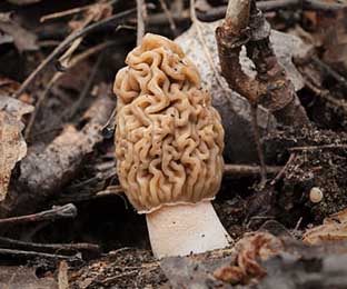 false morel mushroom close up