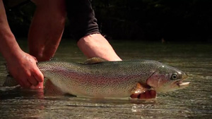 fly fishing video