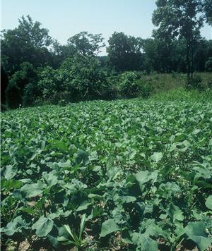 food plot location