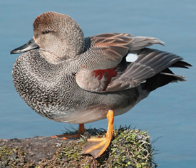 gadwall drake