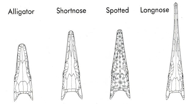 gar nose guide