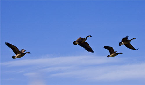 Four Canadian geese flying in a crisp blue sky