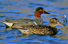 green-winged teal