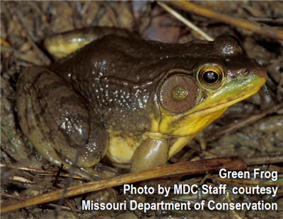 Shining the Light on Frog Gigging Plus Recipes (video)