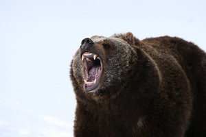 grizzly bear dangerous