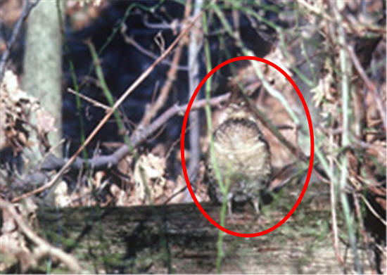 Red circle around Grouse where camoflauged in the wooded area