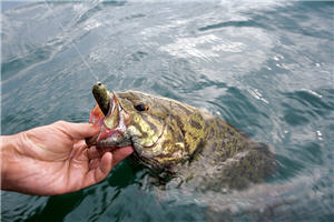 holding bass in water