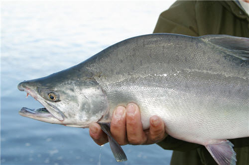 Pink Salmon