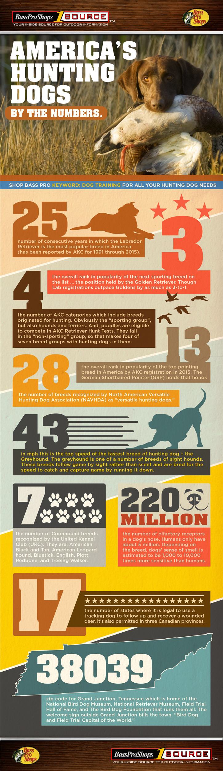 hunting dog infographic 725
