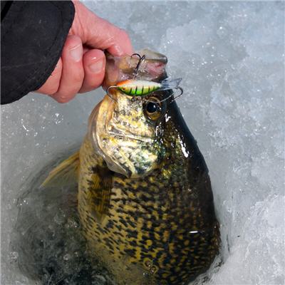 Fish caught while ice fishing with a Rapala Jigging Rap 