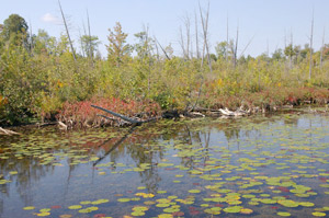 The Importance of Weeds and How You Should Fish Them