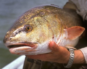 Redfish held by fisherman