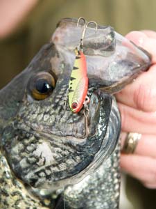 Fish with jig in its mouth