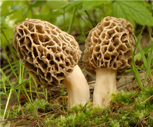 Two early spring morel mushrooms