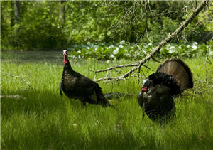 Two turkey in a low clearing in the spring woods.